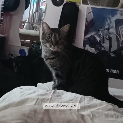 Foto 1/1 Cléo Chat perdido en Marly