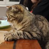 Foto del gato perdido en Crevic