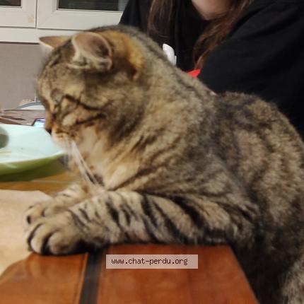 Foto 1/1 Bloom Chat perdido en Crevic