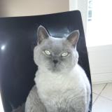 Foto del gato perdido en Givors