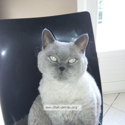 Foto 1/1 G&eacute;o Chat perdido en Givors