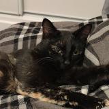 Foto del gato perdido en Castelsarrasin