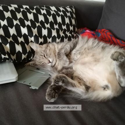 Foto 1/1 Jazzy Chat perdido en Baud