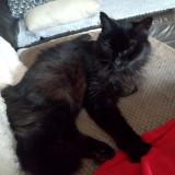 Foto del gato perdido en Pommiers