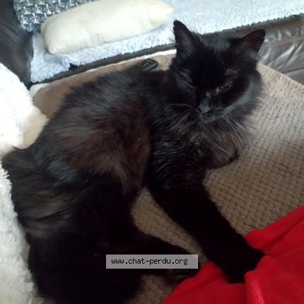 Foto 1/1 Sushi Chat perdido en Pommiers