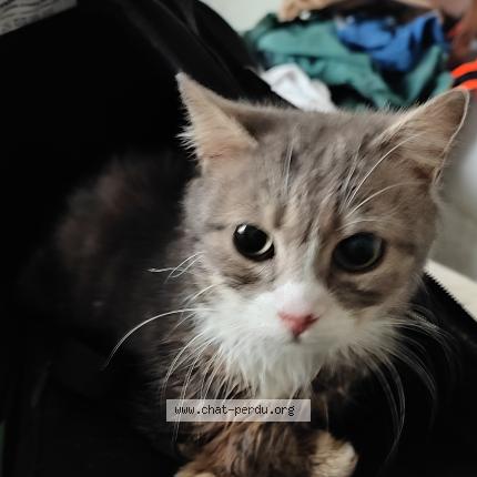 Foto 1/1 Gato encontrado Encontrado en La croixille