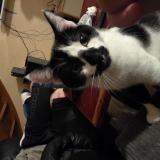 Foto del gato perdido en Saulnieres