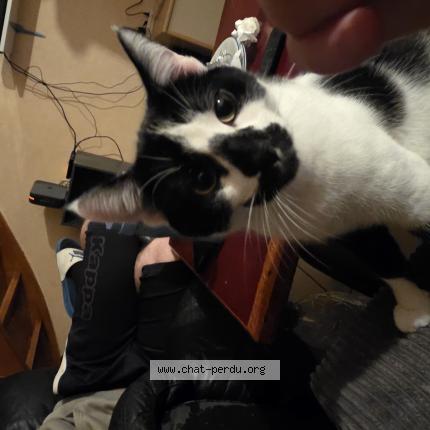 Foto 1/1 Quartz Chat perdido en Saulnieres