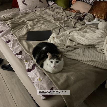 Foto 1/1 Ito Chat perdido en Montreuil