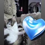 Foto del gato perdido en Viry Chatillon