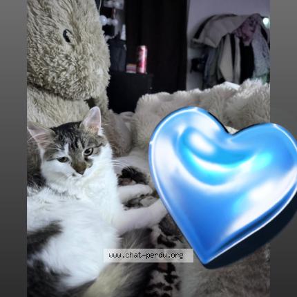 Foto 1/1 Dasha Chat perdido en Viry chatillon