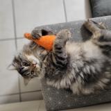 Foto del gato perdido en Varrains