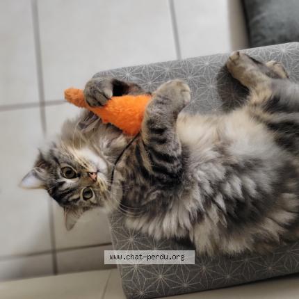 Foto 1/1 Azur Chat perdido en Varrains