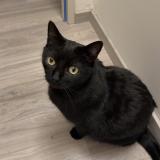 Foto del gato perdido en Les Fourgs