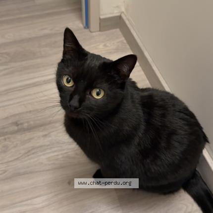 Foto 1/1 Krokmou Chat perdido en Les fourgs
