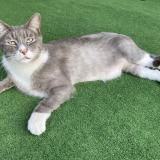 Foto del gato perdido en Saint Pierre