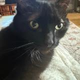 Foto del gato perdido en Creteil