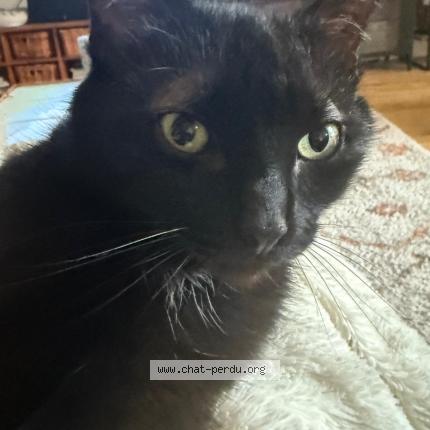 Foto 1/1 Okland Chat perdido en Creteil