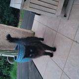 Foto de gato encontrado en Cambon D Albi