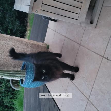 Foto 1/1 Gato encontrado Encontrado en Cambon d albi