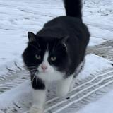 Foto del gato perdido en Louroux De Beaune