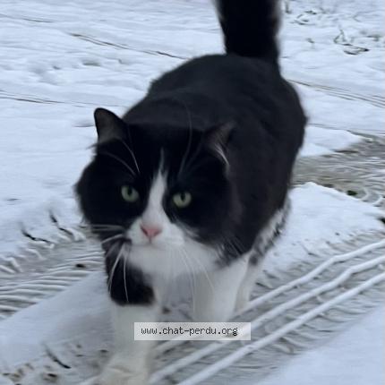 Foto 1/1 Plume Chat perdido en Louroux de beaune