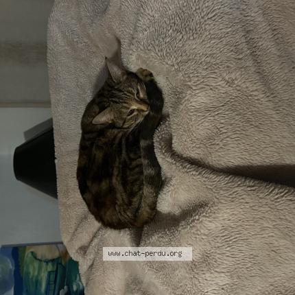 Foto 1/1 Lili Chat perdido en Vaugneray