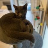 Foto del gato perdido en Fargues