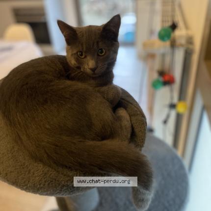 Foto 1/1 Tamy Chat perdido en Fargues
