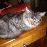 Foto del gato perdido en Bossay Sur Claise