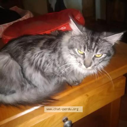 Foto 1/1 Minus Chat perdido en Bossay sur claise