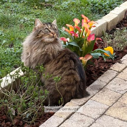 Foto 1/1 Leone Chat perdido en Saint pierre du perray