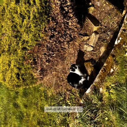 Foto 1/1 Smoky Chat perdido en Grosrouvre