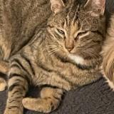 Foto del gato perdido en Pessat Villeneuve