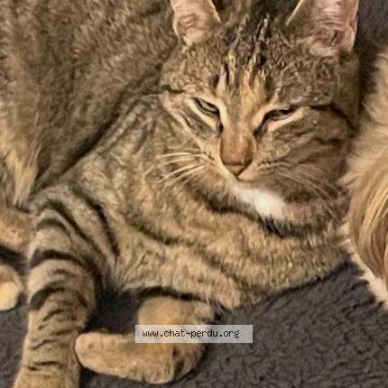 Foto 1/1 MAYA Chat perdido en Pessat villeneuve