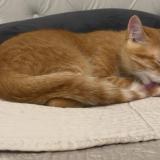 Foto del gato perdido en Bois Colombes