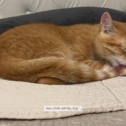 Foto 1/1 TChino Chat perdido en Bois colombes