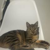 Foto del gato perdido en Reims