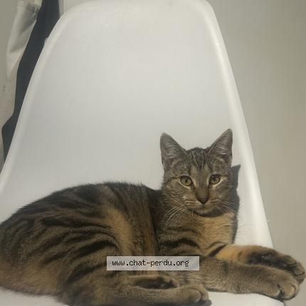 Foto 1/1 dana Chat perdido en Reims