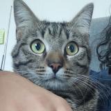 Foto del gato perdido en Martres Tolosane