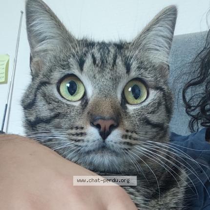 Foto 1/1 Quarks Chat perdido en Martres tolosane