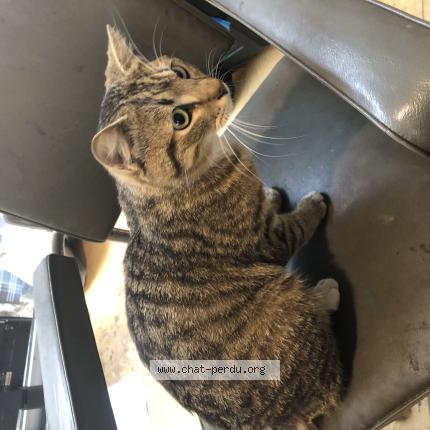 Foto 1/1 Gato encontrado Encontrado en Bruxelles