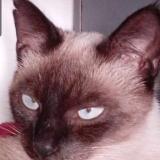 Foto del gato perdido en Meaux