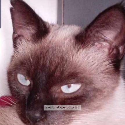 Foto 1/1 Blue Chat perdido en Meaux