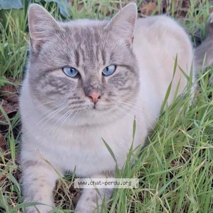 Foto 1/1 Bounthy Chat perdido en Les velluire sur vendee