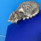 Foto del gato perdido en Fortschwihr