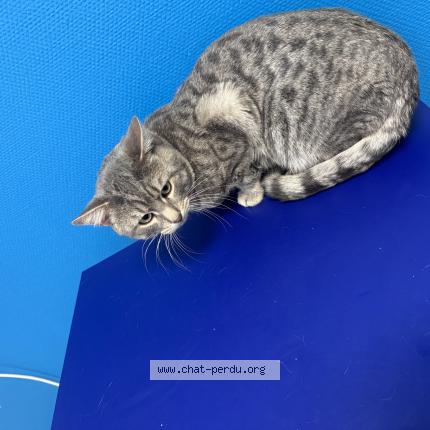 Foto 1/1 Nuage Chat perdido en Fortschwihr