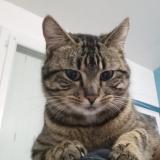 Foto del gato perdido en Doue La Fontaine