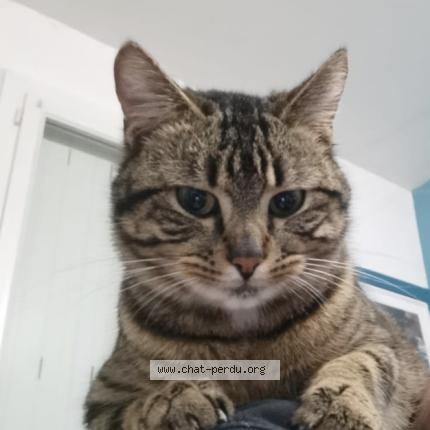 Foto 1/2 Kouki Chat perdido en Doue la fontaine