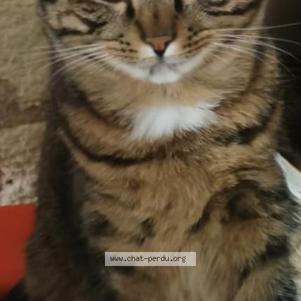 Foto 2/2 Kouki Chat perdido en Doue la fontaine
